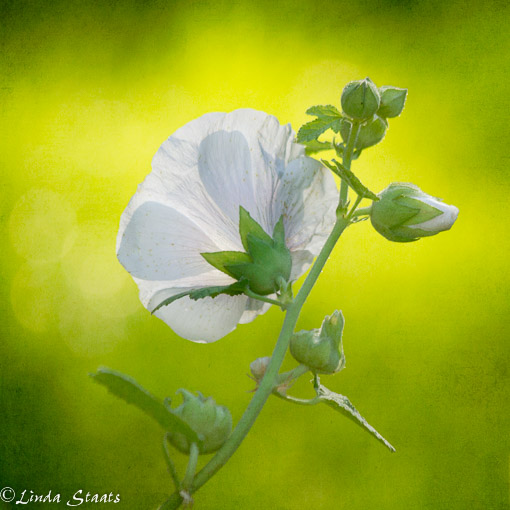 Glowing white hollyhock_Staats