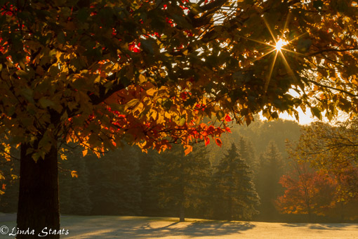 Daybreak through the leaves_Staats