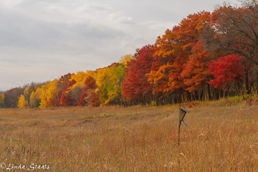Fall treeline 7408_Staats