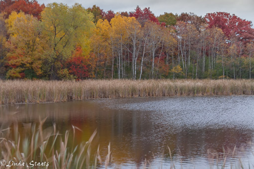 Wind and fall color_Staats 7154