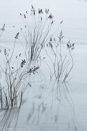 Dancing in the sunlight_Staats8559