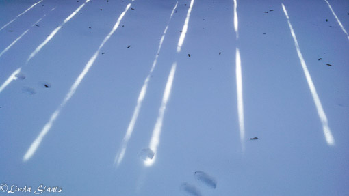 Light from the fenceline 0214_Staats