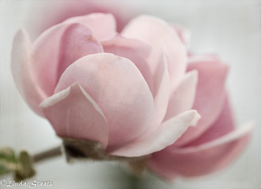 Magnolia blossoms_Staats 8644_
