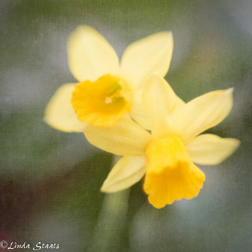 Soft daffodils_Staats 8674