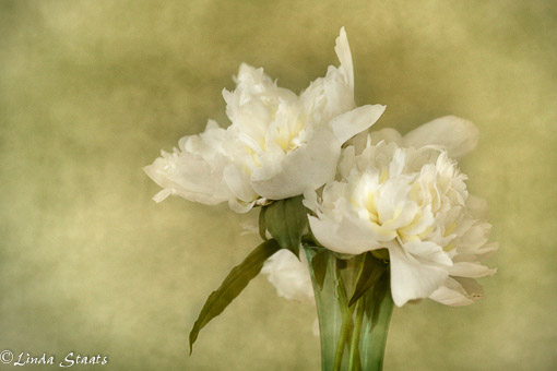 The time of peonies 62357