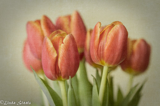 A tulip presence 9170_Staats