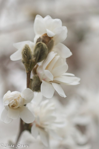 Magnolia blossoms 9374_Staats