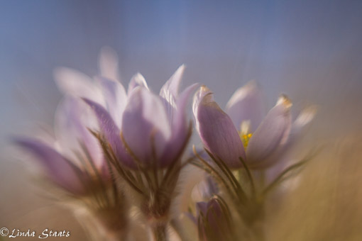 Pasque flowers_Staats-9287