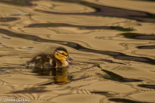 Duckling_Staats 9497