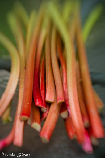 Fresh rhubarb_Staats 9790