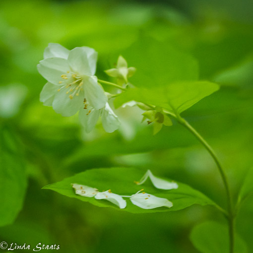 Mock Orange_Staats-9971