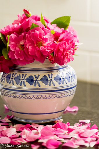 Roses and petals_Staats-9986