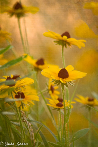 Rudbeckia at sunset_staats 10158