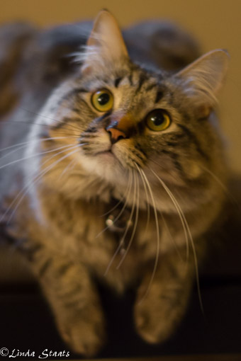 Leo the cat 10532_Staats