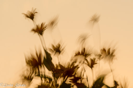 Dancing flowers at sunset 10273_Staats