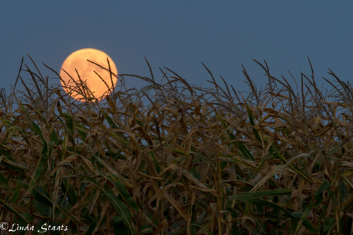 Full moonrise 10917_Staats