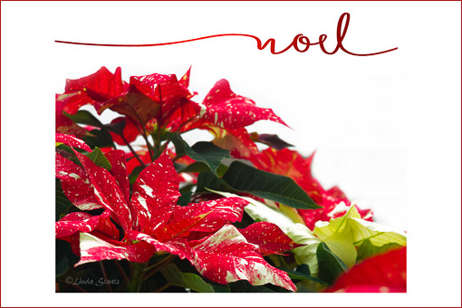 Christmas Noel_Staats