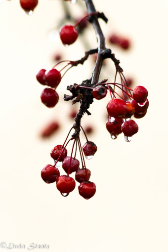 Cranberries in the rain_Staats-11922