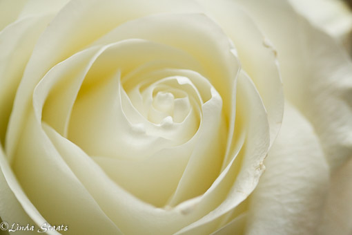 White rose 12131_Staats