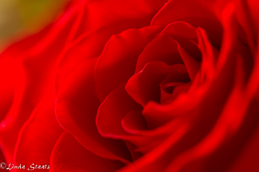 Valentine rose_Staats 12479