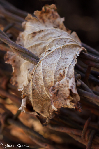 Weathered leaf_12586 Staate