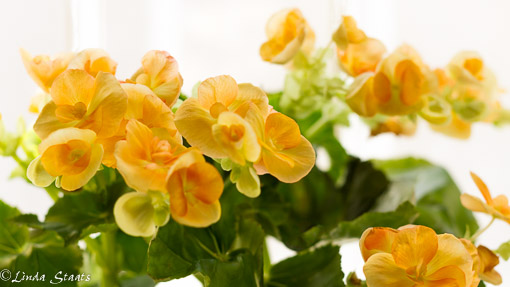 Yellow begonias 12626_Staats