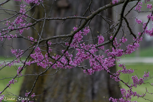 Redbud tree 12811_Staats