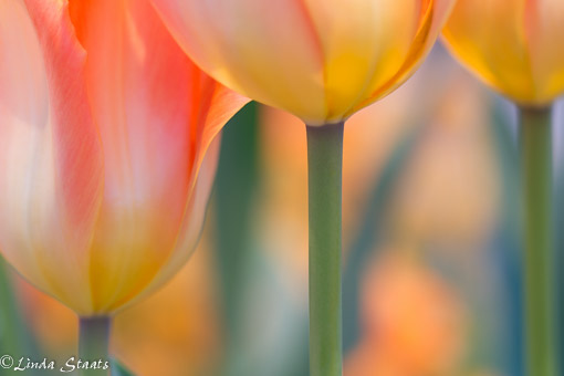 Spring tulips aglow 12770_Staats