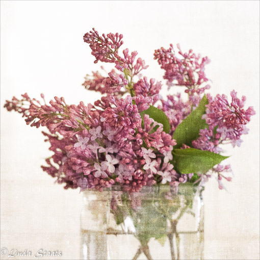 Lilacs 12914_Staats