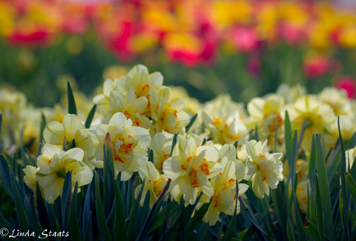 Spring daffs and tulips 12834_Staats