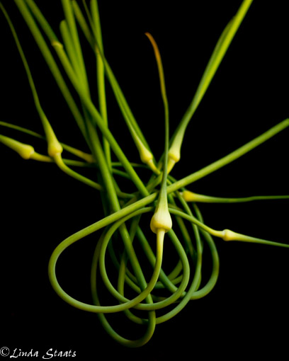 Garlic scapes 13554_Staats