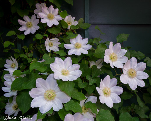 Lemon chiffon clematis_13215 Staats