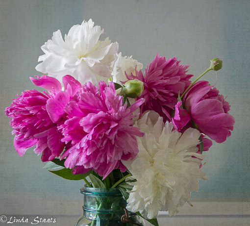 White and pink peonies 13429_Staats
