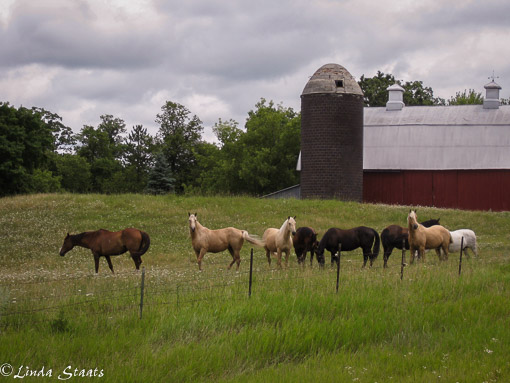 Horses and barn_Staats PS2436