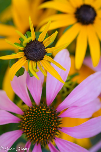 Rudbeckia and coneflowers_13614_Staats