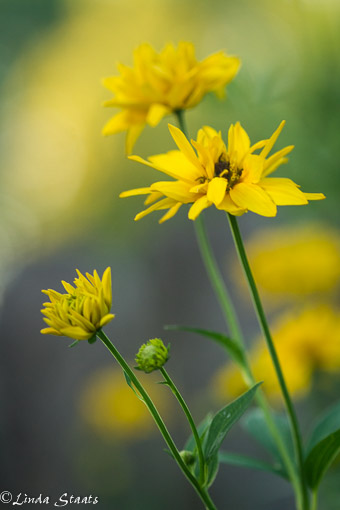 Yellow of summer 13640_Staats