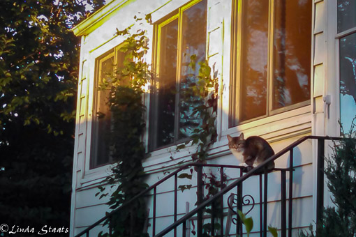 Cat in the morning_062146_627_Staats