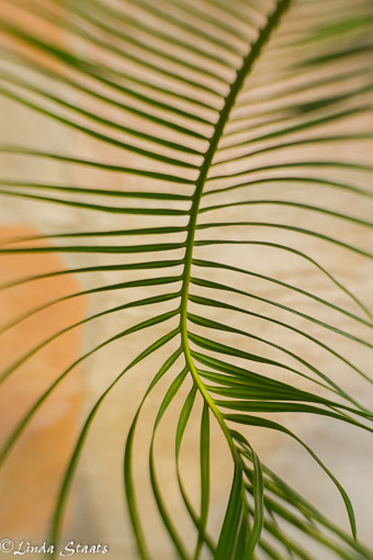 fern-design-14021_staats