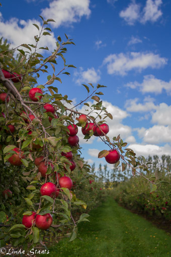 red-apples-on-a-blue-sky-day-13959_staats