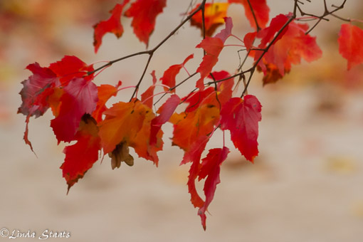 amur-maple-leaves-14624_staats