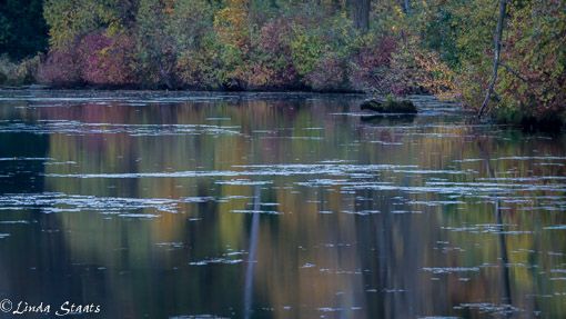 fall-color-reflection-14359_staats