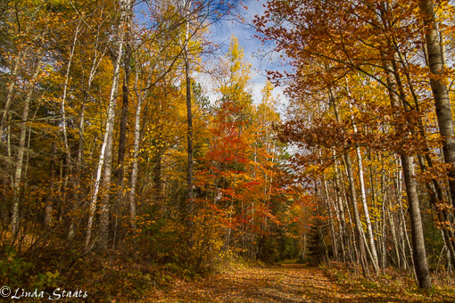 fall-colors-of-the-north-woods-14278_staats