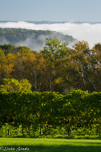 fog-and-fall-color-ms-river-bluffs_14225-staats
