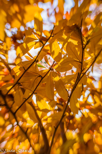 golden-magnolia-colors-14733_staats