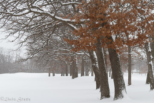 cold-in-the-woods-15405_staat