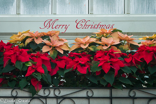 holiday-poinsetties-15330_staats