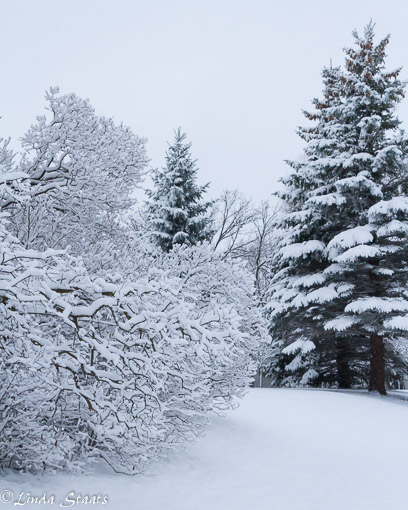 morning-blanket-of-snow_staats15156