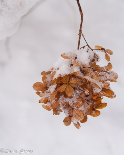 snow-dusted-hydrangea_staats-15369