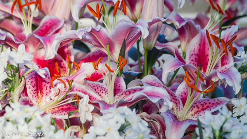 spring-lilies_narcissus-15634_staats