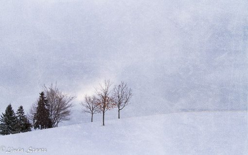winter-trees-on-the-hill-7d15809_staats